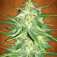 Lemon AK Auto Feminised Seeds - 1