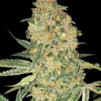 Bruce Banner Feminised Seeds - 1