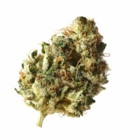 Kosher Choco Kush Feminised Seeds - 3
