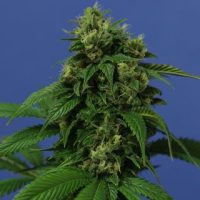 Wreckage Feminised Seeds - 10+2