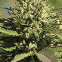 OG Kush Feminised Seeds - 3
