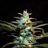 NYC Diesel (formerly Ice Cool) Feminised Seeds - 3
