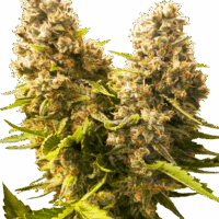 Banana Kush Cake Auto Feminised Seeds - 3