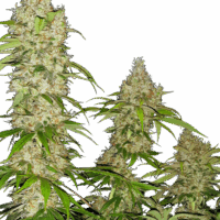 Banana Kush Cake Feminised Seeds - 5