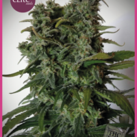 Elite 47 Feminised Seeds - 3