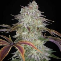 AlienZ Feminised Seeds - 3
