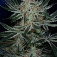 Jack the Ripper Regular Seeds - 5