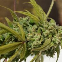 Gorilla SFV OG Feminised Seeds - 1