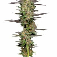 Mint Jelly Auto Feminised Seeds - 5