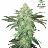 Stardawg Auto Feminised Seeds - 1