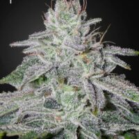 Franco's Lemon Cheese Feminised Seeds - 3