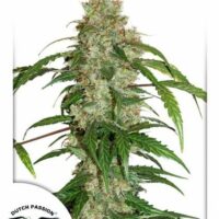 White Widow CBD Auto Feminised Seeds - 3