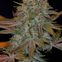 Dawggone Sour Regular Seeds - 5