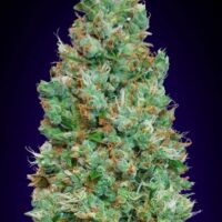 Blueberry Auto Feminised Seeds - 3