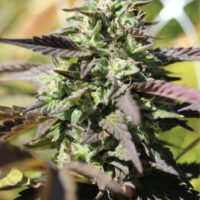 Chunkadelic Auto Feminised Seeds - 3