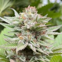 Strawberry Haze Auto Feminised Seeds - 1