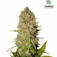 Pineapple Express Auto Feminised Seeds - 1