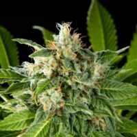 Da Critical Feminised Seeds - 3