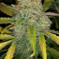 Purple Sunset Auto Feminised Seeds -3