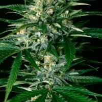 Gypsy Widow Feminised Seeds - 3