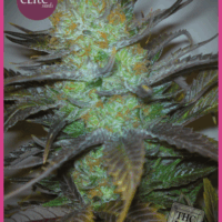 Black Hole Feminised Seeds - 3