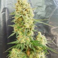 Gorilla Banana Feminised Seeds - 5