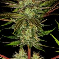 Chocolate Wafflez Feminised Seeds - 3