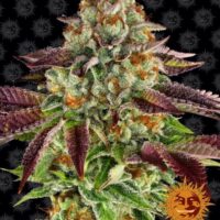 Biscotti Mintz Feminised Seeds - 1