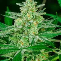 Blue Dream Auto Feminised Seeds - 5 + 2