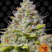 Blue Gelato 41 Feminised Seeds - 1