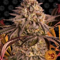 Blue Sunset Sherbert Feminised Seeds - 1
