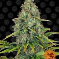 Blueberry Cheese Auto Feminised Seeds - 10
