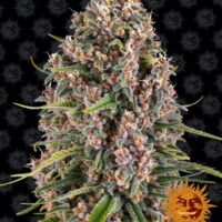 Blueberry Cheese Feminised Seeds - 10