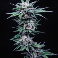 Blueberry Pancakes Feminised Seeds - 3