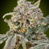 Somango Glue Auto Feminised Seeds - 1