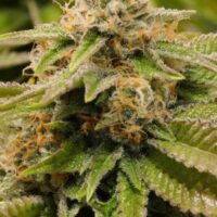 Gorilla Breath Feminised Seeds - 3