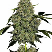 OG Kush Auto Feminised Seeds - 3