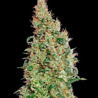 Green-O-Matic Auto Feminised Seeds - 3