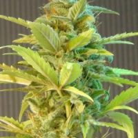 Mikromachine Auto Feminised Seeds - 5 seeds