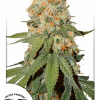 Orange Bud Feminised Seeds - 10