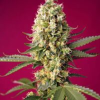 Skywalker OG Runtz XL Auto Feminised Seeds - 3