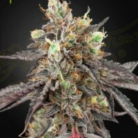 Gelato 41 x Gelato 41 Auto Feminised Seeds - 3