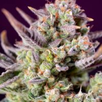 Sweet Zenzation XL Auto Feminised Seeds - 3