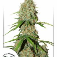 Brooklyn Sunrise Auto Feminised Seeds - 3