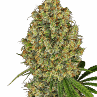 AK-420 Feminised Seeds - 3