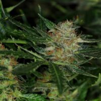 Dream Sherbet Auto Feminised Seeds - 1