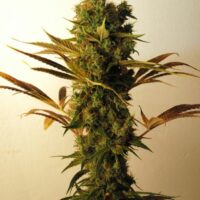 Hammer Shark Feminised Seeds - 3