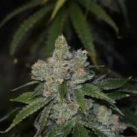 Gorilla Glue Auto Feminised Seeds - 3