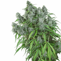 Frosty Friday Regular Seeds - 24