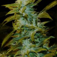 Super Silver Bilbo Feminised Seeds - 5
